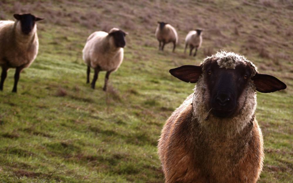 Sheep